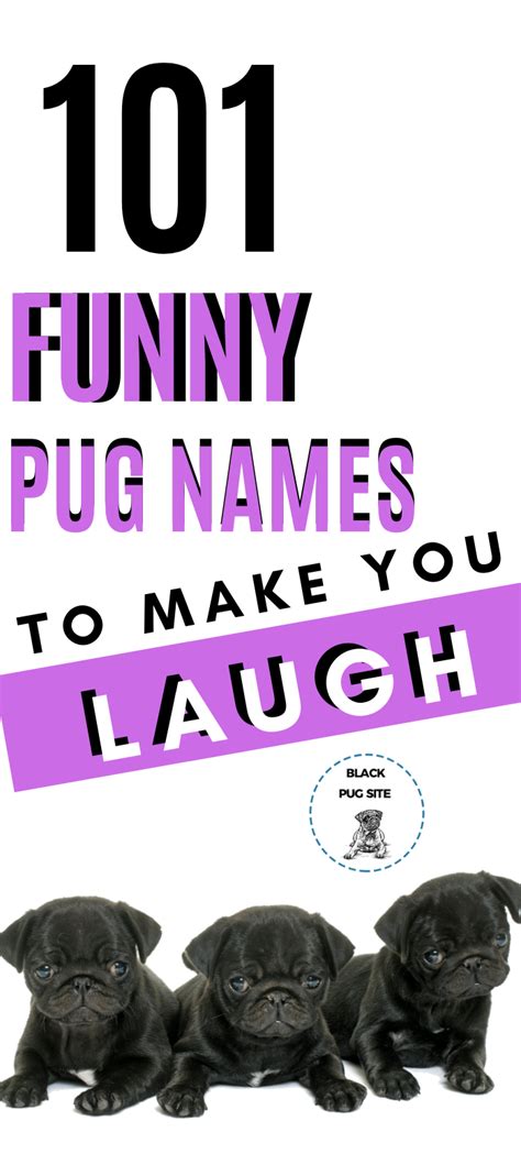 funny pug names pugs funny pug names funny names  dogs