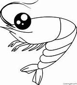 Shrimp Coloringall Invertebrates Paper Automatically Shrimps sketch template