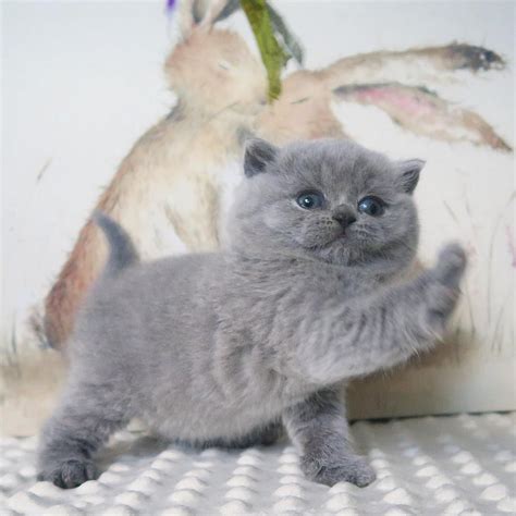 puppies  adorable gray puffy kitten puppies