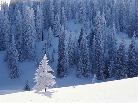 winter forest scenery wallpaper