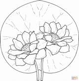 Coloring Lily Water Lilies Pages Printable Two Flower Pad Flowers Drawing Color Sheets Print Drawings Super Colouring Adults Popular Do sketch template
