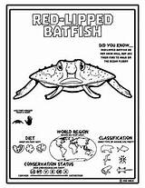 Lipped Red Batfish Coloring Pages Reading Activities Resources Preview sketch template