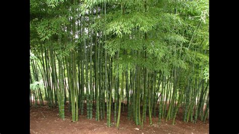 bamboo plant bamboo plants indoor care youtube