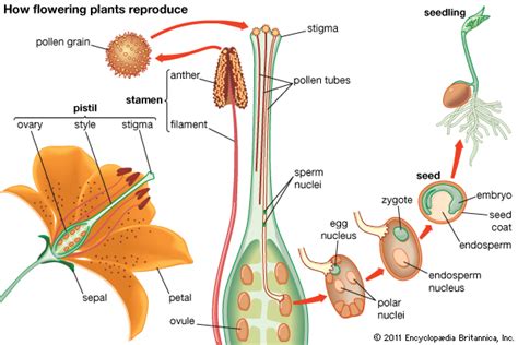 Plant Reproductive System