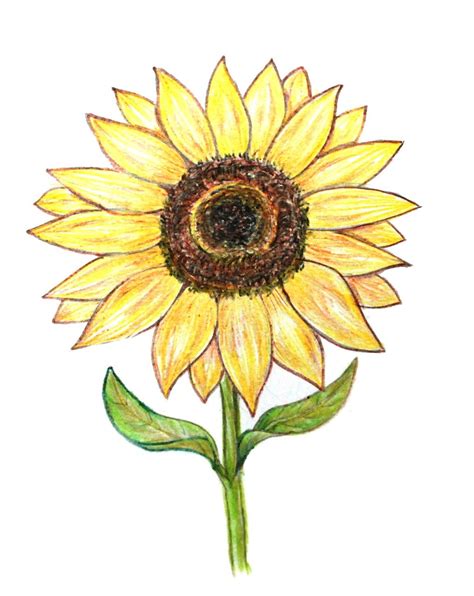 sunflower colored pencil drawing