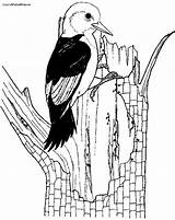 Woodpecker Printablecolouringpages Headed sketch template