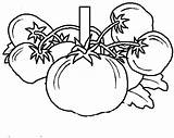 Tomat Mewarnai Buah Pohon Fruit Sketsa Menjual Sifat Unggul Hibrida Toti Aura Buahan Vegetables Rebanas sketch template