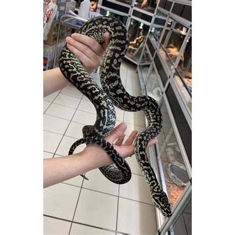 morelia spilota spp zebra caramel python tapis