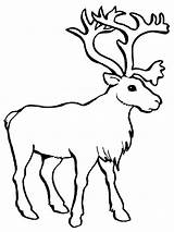 Caribou Reindeer Hellokids sketch template