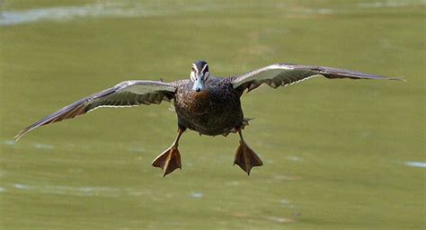 duck landing flickr photo sharing