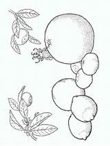 Coloring Pages Citrus Fruits Printable sketch template