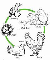 Cycle Life Coloring Chicken Print Pages Drawing Various Animals sketch template