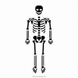 Esqueleto Scheletro Skelett Colorare Bone Homo Sapiens Pngegg Chiropractic 83kb Ultracoloringpages sketch template