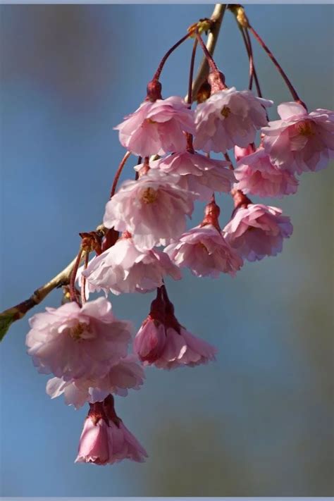 images   favourite blossom trees  pinterest apple blossoms spring  cherry