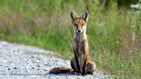 Skinny Fox Sits On The Trail Wallpapers And Images Wallpapers