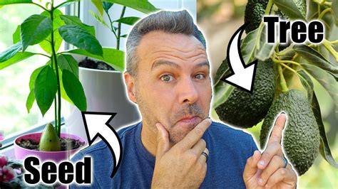 The Best Way To Grow An Avocado Tree Youtube