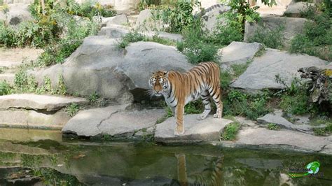 tierpark berlin highlights tipps review zum besuch im zoo