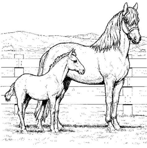 realistic horse coloring pages  adults   time im sharing