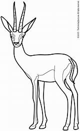 Gazelle Coloring Pages Printable Animal Colouring Preschool Kids Results sketch template