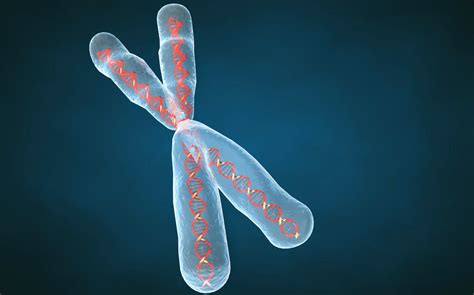 Los Cromosomas Historia Estructura Y Tipos Biología