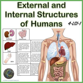 external  internal structures  humans  science  steam team