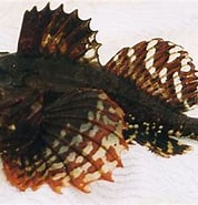 Afbeeldingsresultaten voor "myoxocephalus Scorpioides". Grootte: 178 x 170. Bron: www.fishbase.se