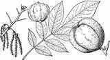 Hickory Shellbark Branch Clipart Etc Large Usf Edu sketch template