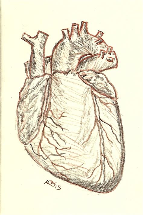 shrubbery heart  derwent drawing pencils