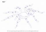 Step Tarantula Draw Drawing sketch template