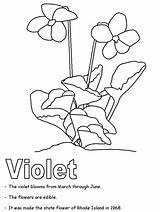 Violet Coloring Flower Activities State Ws Kidzone Geography Usa Rhodeisland Violet2 sketch template