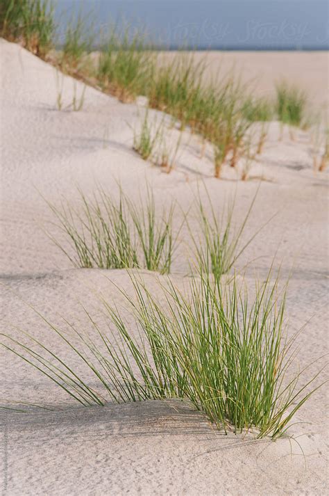 grass plants  coastal beach sand dune  matthew spaulding stocksy