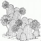 Cactus Coloring Pages Choose Board Printable Kids sketch template