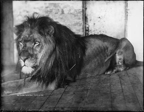 lion flickr