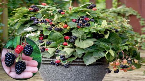 grow care  harvesting blackberry  pots