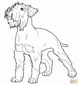 Schnauzer Coloring Miniature Printable Pages Dog Pinscher Poodle Toy Dogs Animals Supercoloring Crafts Print Kids Colouring Adult Schnauzers Drawn Size sketch template