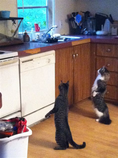 hilarious   cats standing