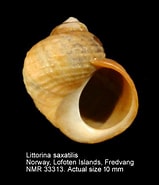 Afbeeldingsresultaten voor "littorina Arcana". Grootte: 159 x 185. Bron: www.nmr-pics.nl