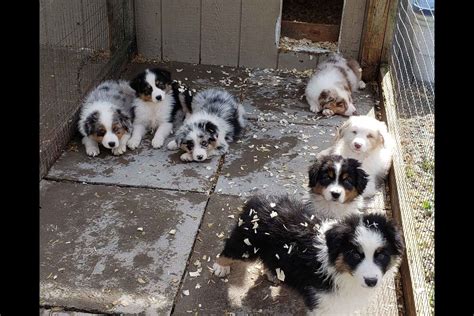 phar valley australian shepherds australian shepherd puppies  sale born