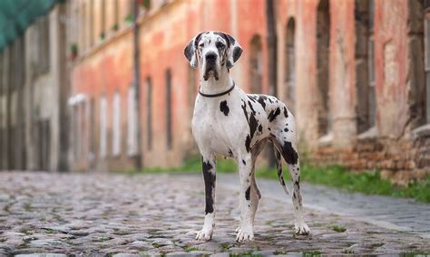great dane breed characteristics care  bechewy