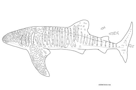 shark coloring pages toothy terrors