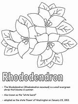 Rhododendron Flower Drawing Coloring Wv Virginia West Azalea Getdrawings Westvirginia Geography Ws Kidzone Usa sketch template