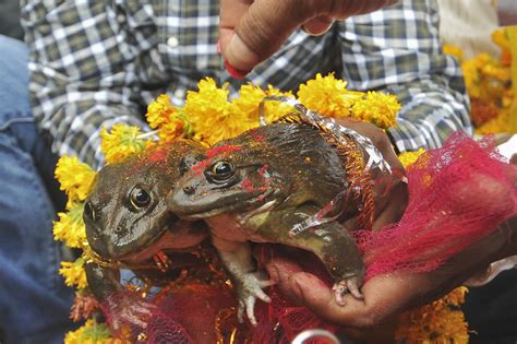 Bjp Minister Solemnizes Marriage Of 2 Frogs To Make It