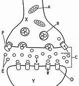 Coloring Synapse Anatomy Worksheet Neuron Ssri Dna Work Sheet Biology Science Brain Guide Worksheets Diagram Color Biologycorner Including Ap Teaching sketch template