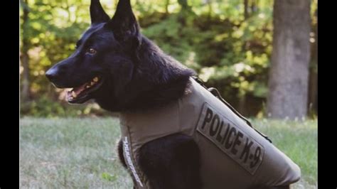 East Hartford K9 Receives Donated Body Armor