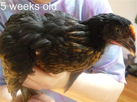 p1200029 chicks 5 weeks old black sex linked by