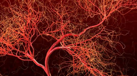 blood vessel formation  implications  cancer   diseases