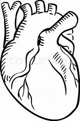 Organ Heart Anatomical Anatomisch Grafik Colourbox Clipartmag sketch template