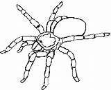Spider Coloring Template Pages Tarantula Printable Templates Colouring Trapdoor Halloween Color Animal Kids Spiderman Drawing Craft Print Getcolorings sketch template