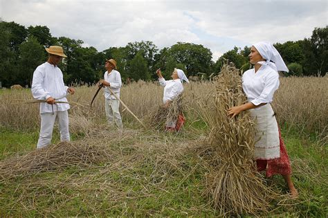 sierpc online zdjęcie skansen Żniwa w skansenie 2011