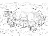 Tortoise Coloring Pages Desert Parentune Worksheets sketch template